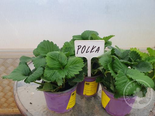 Jahodník Polka