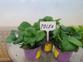 Jahodník Polka