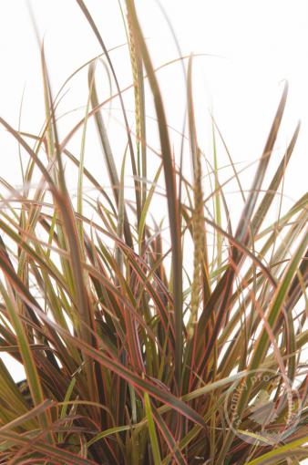 Australská ohnivá tráva Rubra