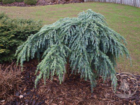 Cedr himalájsky Feeling Blue