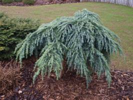 Cedr himalájsky Feeling Blue