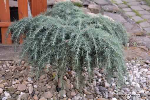 Cedr himalájsky Feeling Blue