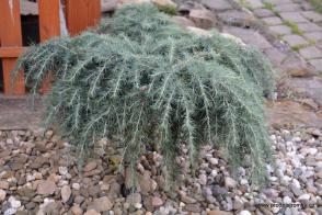 Cedr himalájsky Feeling Blue