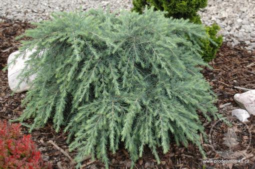 Cedr himalájsky Feeling Blue