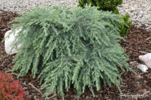 Cedr himalájsky Feeling Blue