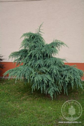 Cedr himalájsky Feeling Blue