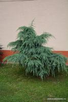 Cedr himalájsky Feeling Blue