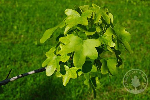 Ambroň západní Rotundiloba