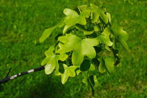 Ambroň západní Rotundiloba