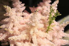 Čechrava japonská Peach Bloosom