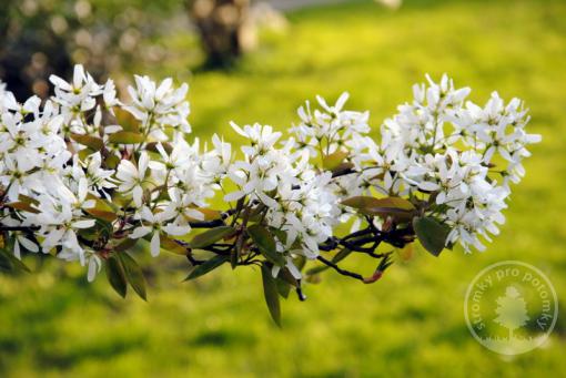 Amelanchier Lamarckův muchovník vícekmen