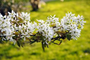 Amelanchier Lamarckův muchovník vícekmen