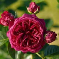 Marietta nostalgická růže - Novinka 2023