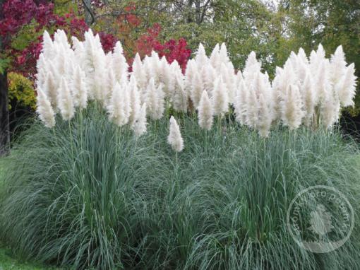 Pampová tráva Sunnigdale Silver - Novinka 2021