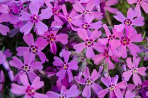 Plaménka Douglasova Waterloo