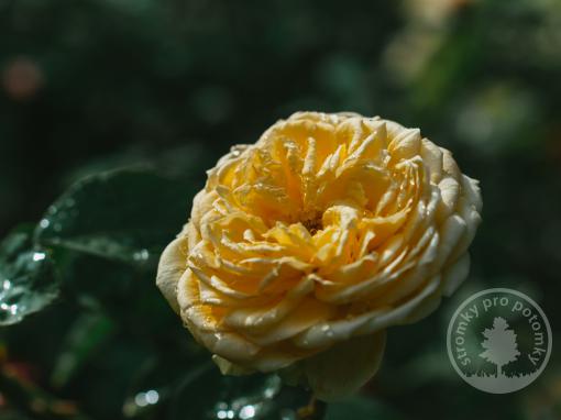Růže Incredible Lemon