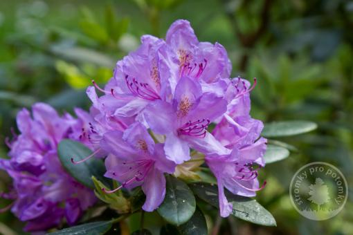 Rhododendron Catawigense Grandiflorum