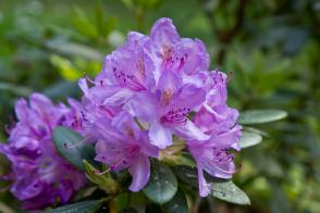 Rhododendron Catawigense Grandiflorum - Novinka 2022