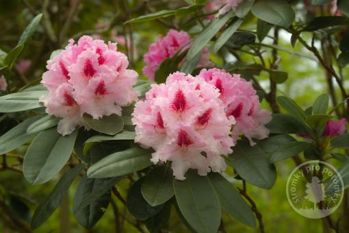 Rhododendron Cosmopolitan