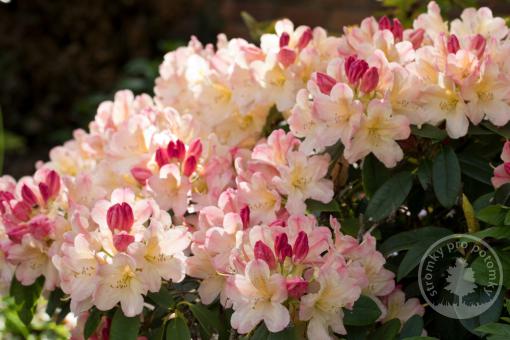 Rhododendron Virginia Richards - Novinka 2022