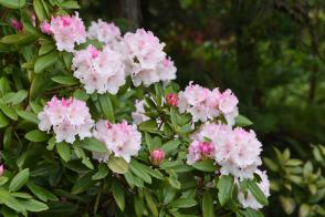 Rhododendron Edelweiss