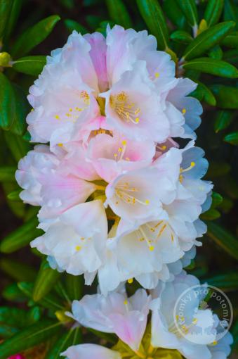 Rhododendron Edelweiss