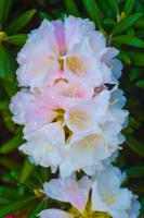 Rhododendron Edelweiss