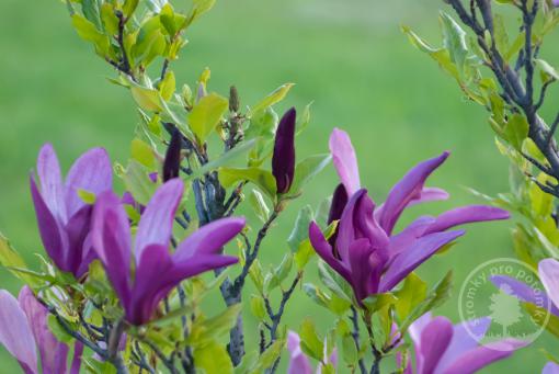 Magnolie liliokvětá Nigra