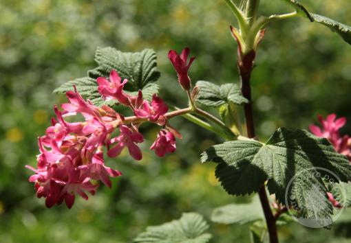 Meruzalka alpská