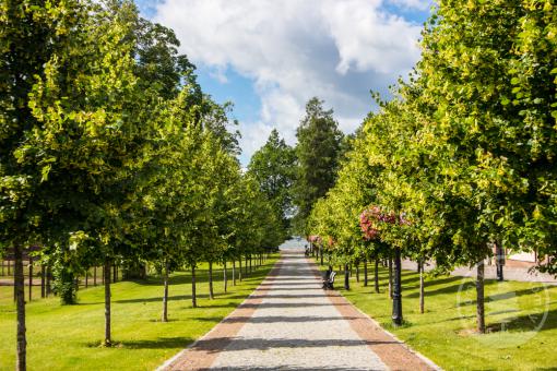 Lípa srdčitá (malolistá) Rancho