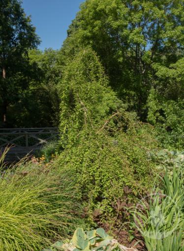 Tisovec dvouřaddý Cascade Falls - kmínek 100cm