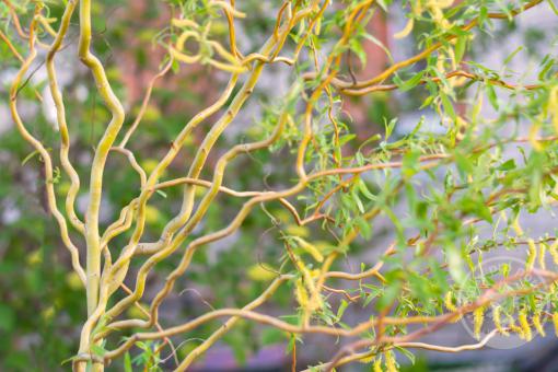 Vrba kroucená Erytroflexuosa