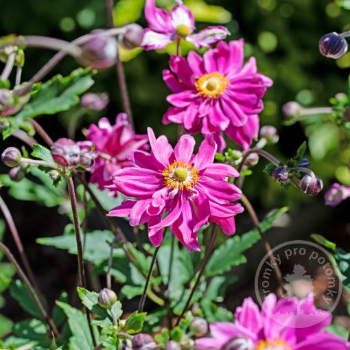 Sasanka japonská Prinz Heinrych