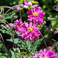 Sasanka japonská Prinz Heinrych