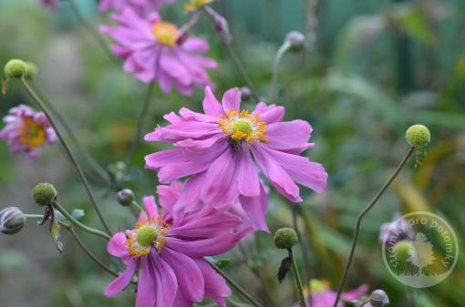 Sasanka japonská Prinz Heinrych