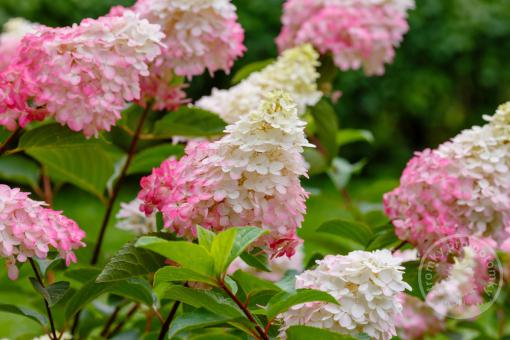 Hortenzie latnatá Fraise Melba