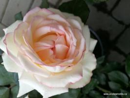 Růže Biedermeyer