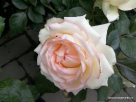 Růže Biedermeyer