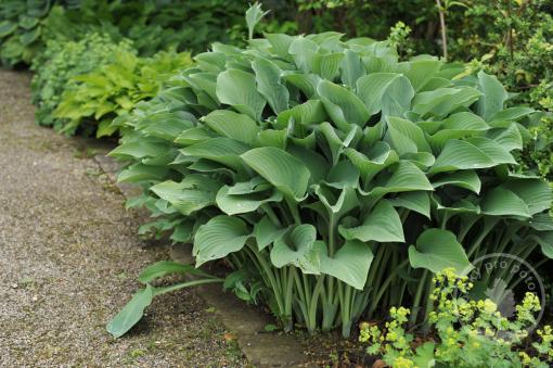 Hosta - Bohyška Krossa Regal - Novinka 2022