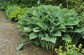 Hosta - Bohyška Krossa Regal - Novinka 2022