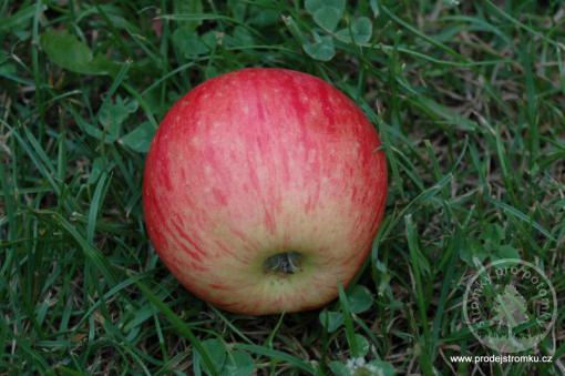 Astramel jabloň podnož P14