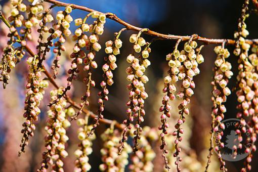 Ocasatec čínský Celina