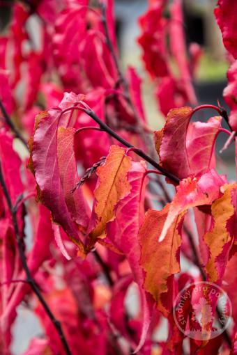 Ocasatec čínský Celina