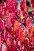 Ocasatec čínský Celina