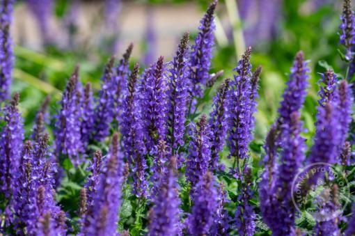 Šalvěj hajní Blaukönigin