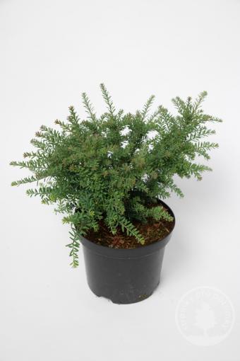 Podocarpus / Nohoplod Blue Gem - Novinka 2022