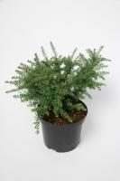 Podocarpus / Nohoplod Blue Gem - Novinka 2022
