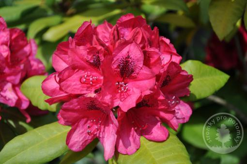 Rhododendron Lord Roberts