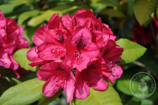 Rhododendron Lord Roberts - novinka 2022!!!