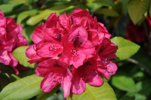 Rhododendron Lord Roberts